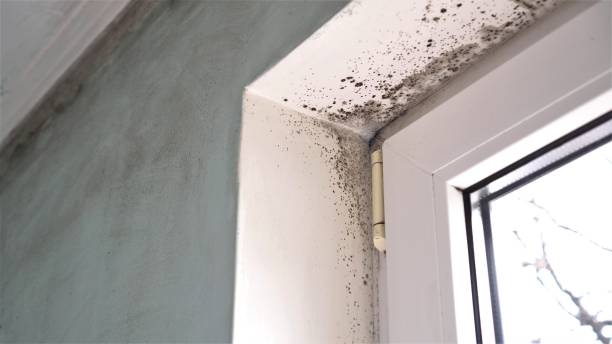 Best Attic Mold Remediation in Strongsville, OH