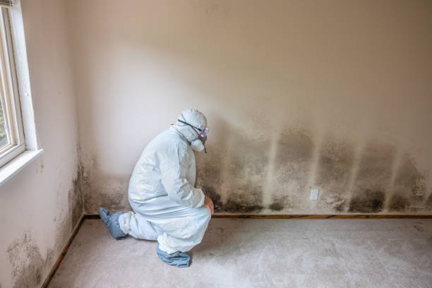 Professional Mold Remediation in Strongsville, OH