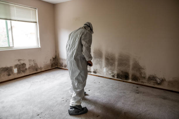 Best Residential Mold Remediation in Strongsville, OH