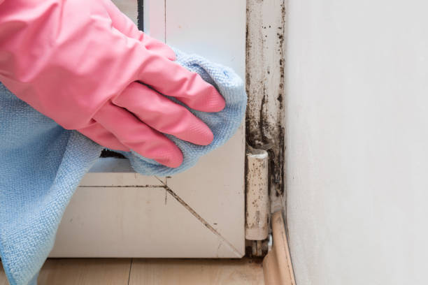 Best Commercial Mold Remediation in Strongsville, OH